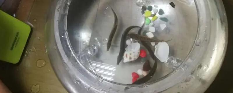 泥鳅买回家之后如何避免死亡