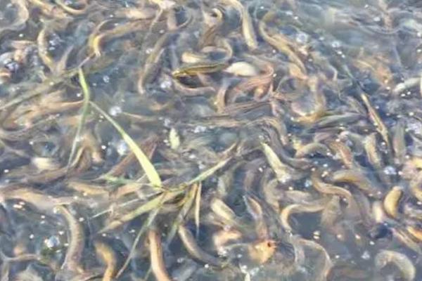 泥鳅买回家之后如何避免死亡,可放入有淤泥的水缸中暂养