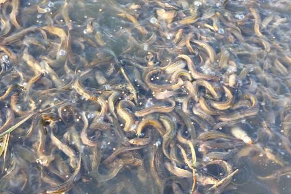 泥鳅买回家之后如何避免死亡,可放入有淤泥的水缸中暂养