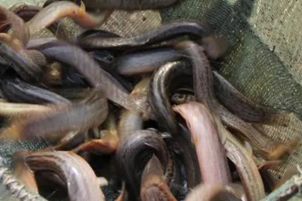 泥鳅买回家之后如何避免死亡,可放入有淤泥的水缸中暂养