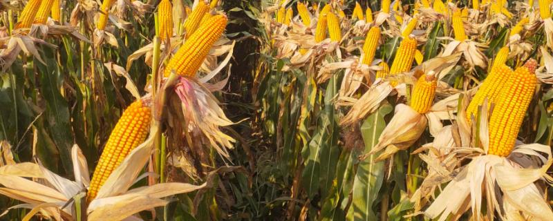 登海3721玉米种植要点