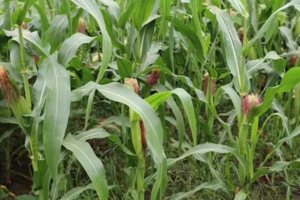 登海3721玉米的种植要点，苗期做好蚜虫的防治工作