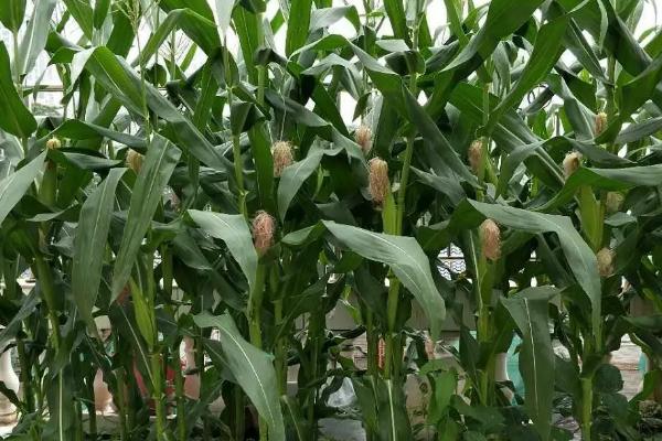 登海3721玉米的种植要点，苗期做好蚜虫的防治工作