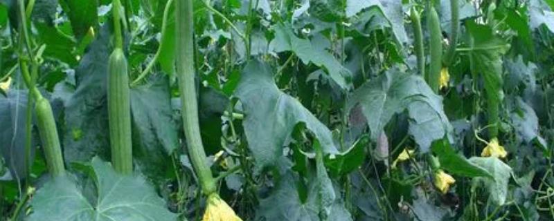 丝瓜各时期对温度有什么要求