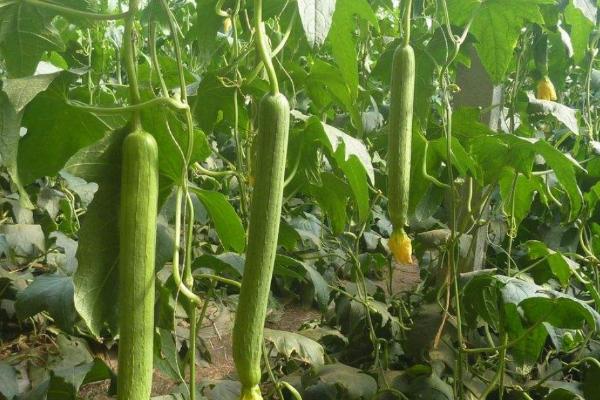 丝瓜各时期对温度有什么要求，幼苗生长期的适宜温度为18℃左右