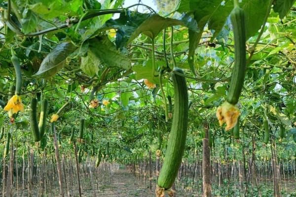 丝瓜各时期对温度有什么要求，幼苗生长期的适宜温度为18℃左右