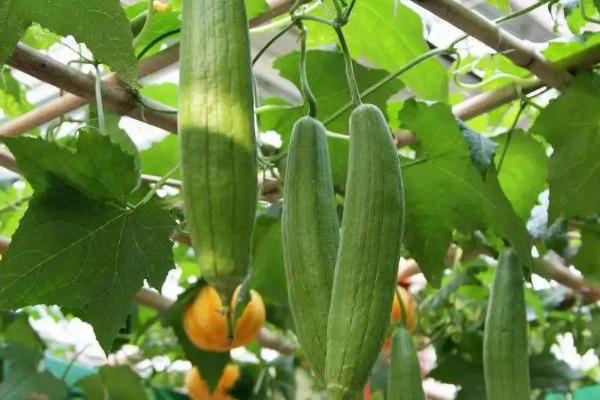 丝瓜各时期对温度有什么要求，幼苗生长期的适宜温度为18℃左右