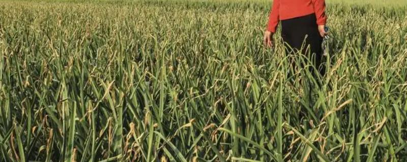 蒜苗喜阳还是喜阴