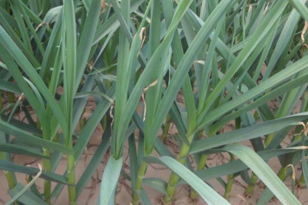 蒜苗喜阳还是喜阴,不同生态类型的品种对光照长短反应不同