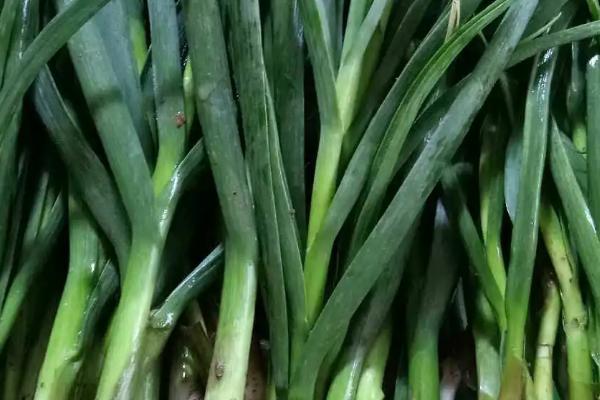 蒜苗喜阳还是喜阴,不同生态类型的品种对光照长短反应不同