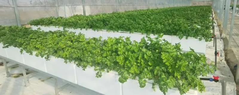 无土栽培所需投资成本