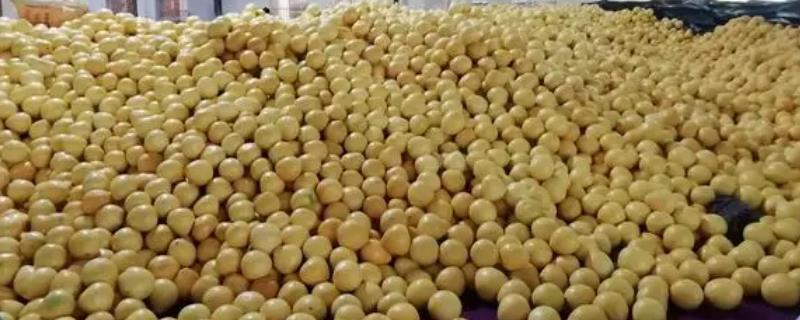 蜜柚采收后的管理办法