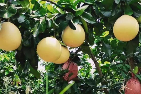 蜜柚采收后的管理办法，首先要选择合适的库房