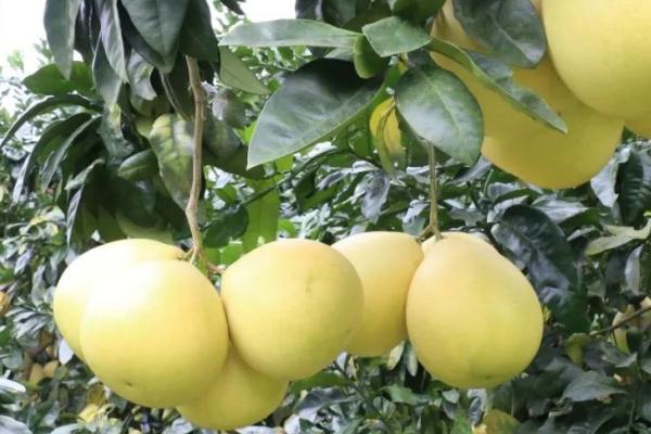 蜜柚采收后的管理办法，首先要选择合适的库房