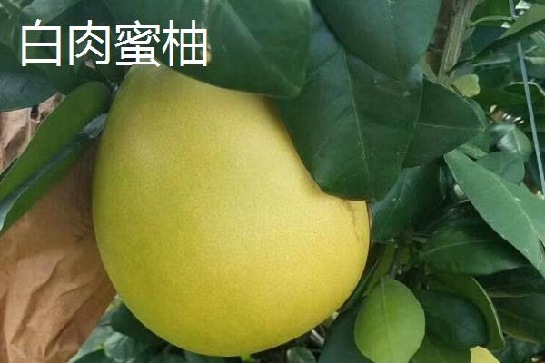 蜜柚采收后的管理办法，首先要选择合适的库房