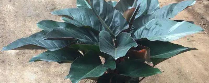 硫酸钾肥料适合什么花