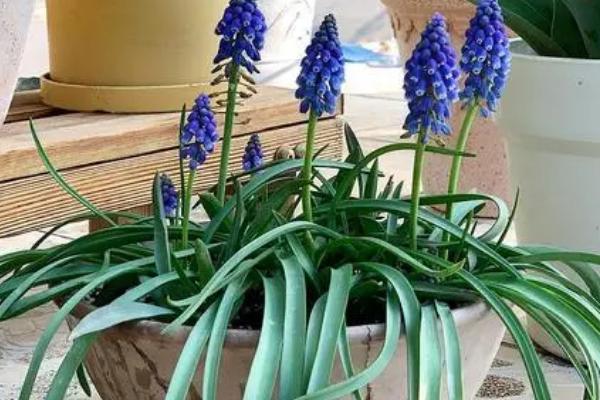 硫酸钾肥料适合什么花，适合球根和肉质类、须根类和大叶类型花卉等