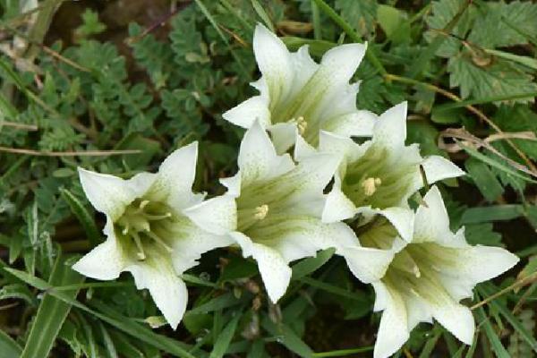 硫酸钾肥料适合什么花，适合球根和肉质类、须根类和大叶类型花卉等