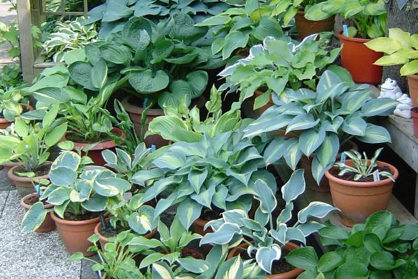 硫酸钾肥料适合什么花，适合球根和肉质类、须根类和大叶类型花卉等