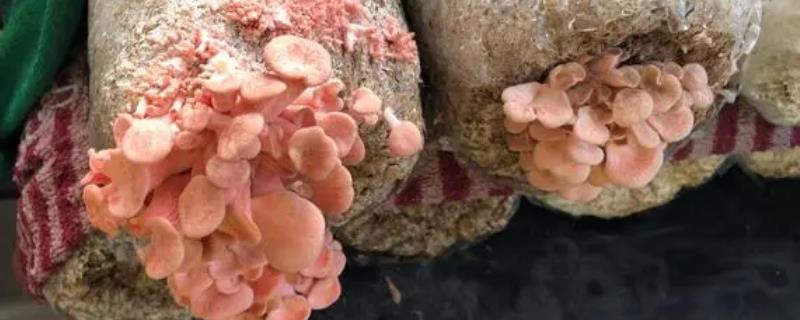 红平菇的价格