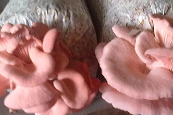 红平菇的价格,鲜货一斤需要10-20元左右