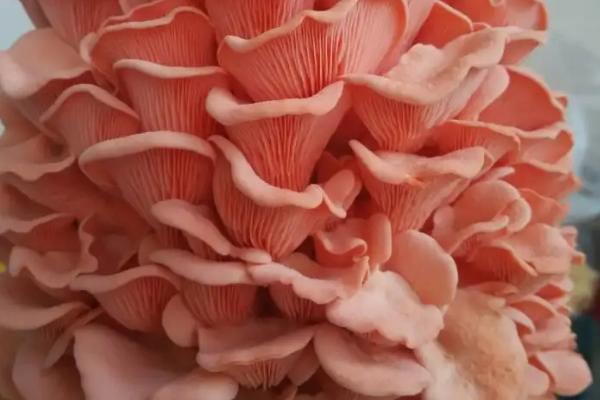 红平菇的价格,鲜货一斤需要10-20元左右