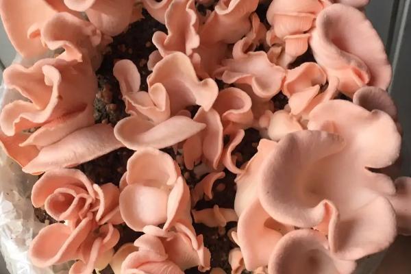 红平菇的价格,鲜货一斤需要10-20元左右