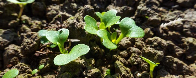 白菜播种两天后下大雨能否出苗