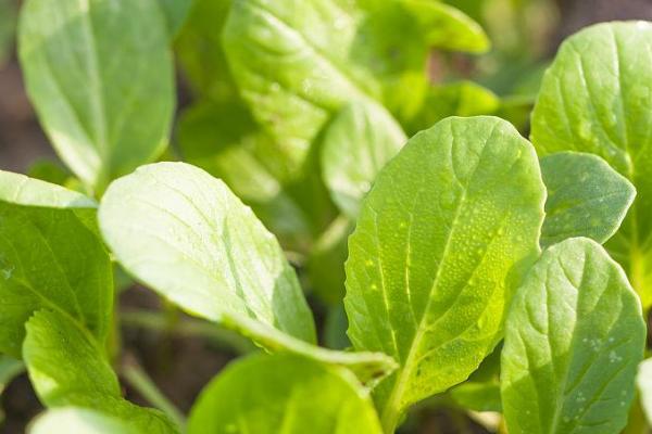 白菜播种两天后下大雨能否出苗,大雨持续时间较长时难以出苗