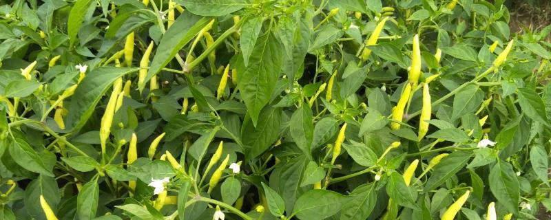 为什么辣椒地不能连续种