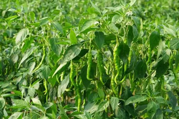 为什么辣椒地不能连续种,会加重辣椒的病害