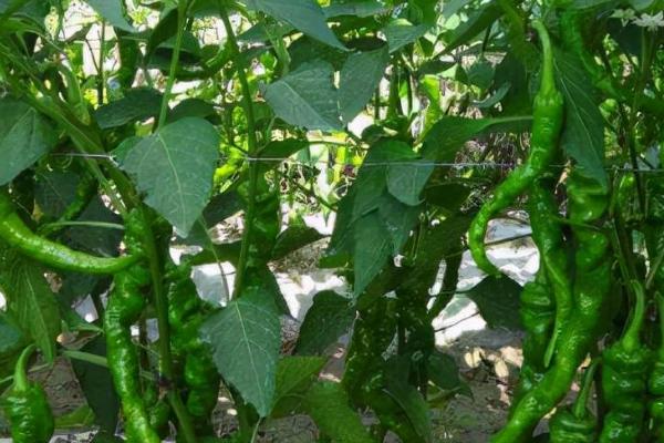 为什么辣椒地不能连续种,会加重辣椒的病害