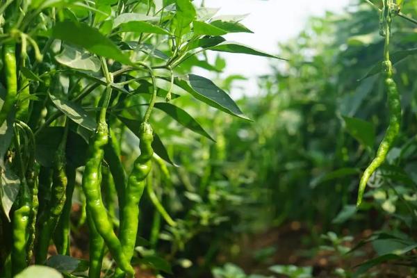 为什么辣椒地不能连续种,会加重辣椒的病害