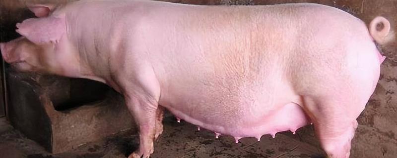 母猪发情判断方式