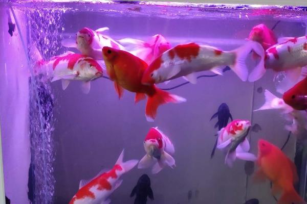 怎么给鱼制造氧气，只需要准备一个氧气泵