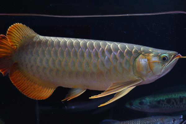 怎么给鱼制造氧气，只需要准备一个氧气泵