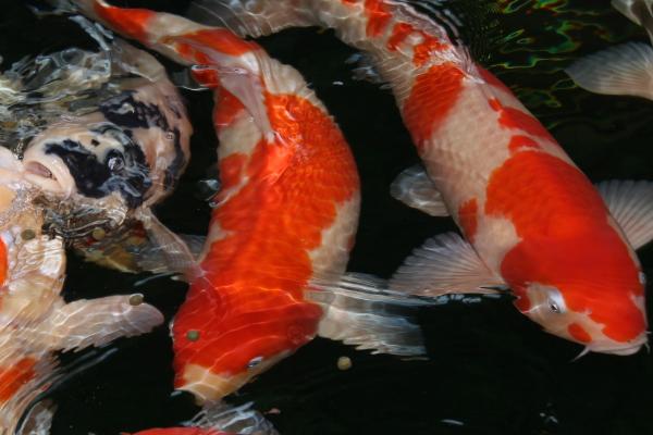 怎么给鱼制造氧气，只需要准备一个氧气泵