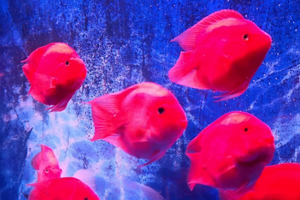 怎么给鱼制造氧气，只需要准备一个氧气泵