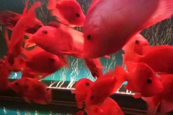 怎么给鱼制造氧气，只需要准备一个氧气泵