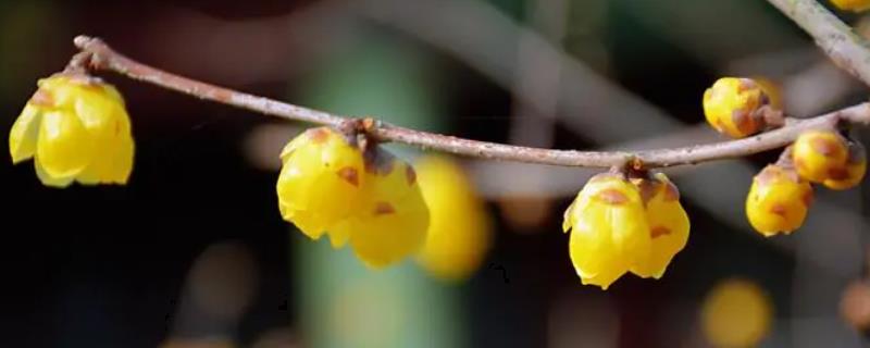 腊梅常见的品种