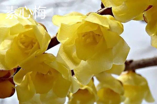 腊梅常见的品种，以素心梅和磬口梅较为珍贵