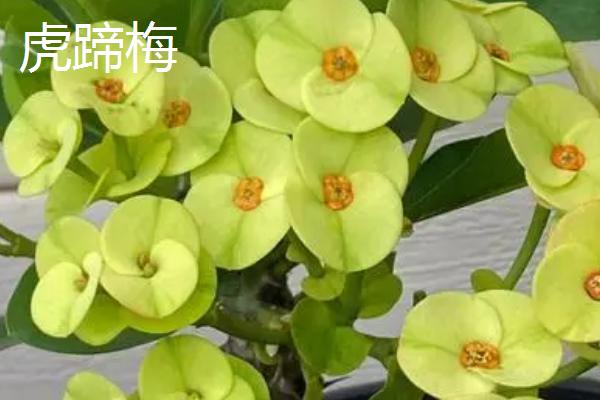 腊梅常见的品种，以素心梅和磬口梅较为珍贵