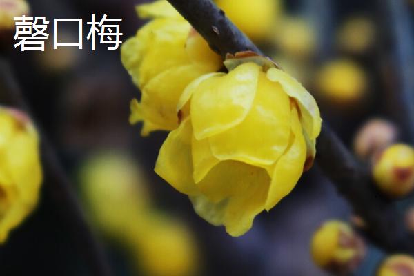 腊梅常见的品种，以素心梅和磬口梅较为珍贵