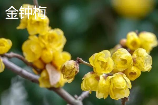 腊梅常见的品种，以素心梅和磬口梅较为珍贵