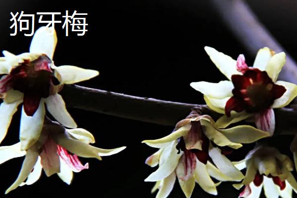 腊梅常见的品种，以素心梅和磬口梅较为珍贵