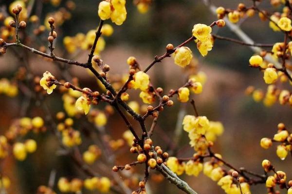 腊梅常见的品种，以素心梅和磬口梅较为珍贵