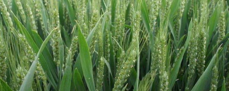 小麦抽穗期能浇水吗