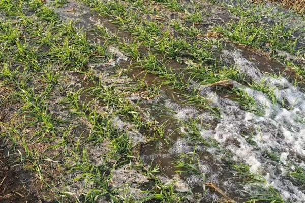 小麦抽穗期能浇水吗,要根据实际情况决定