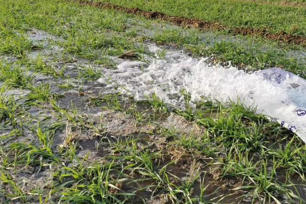 小麦抽穗期能浇水吗,要根据实际情况决定