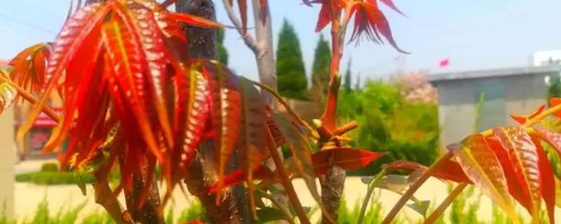 香椿与臭椿的区别